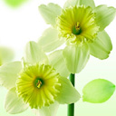 celery